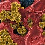 gut health diet book: Your Science-Backed Roadmap to Real Healing