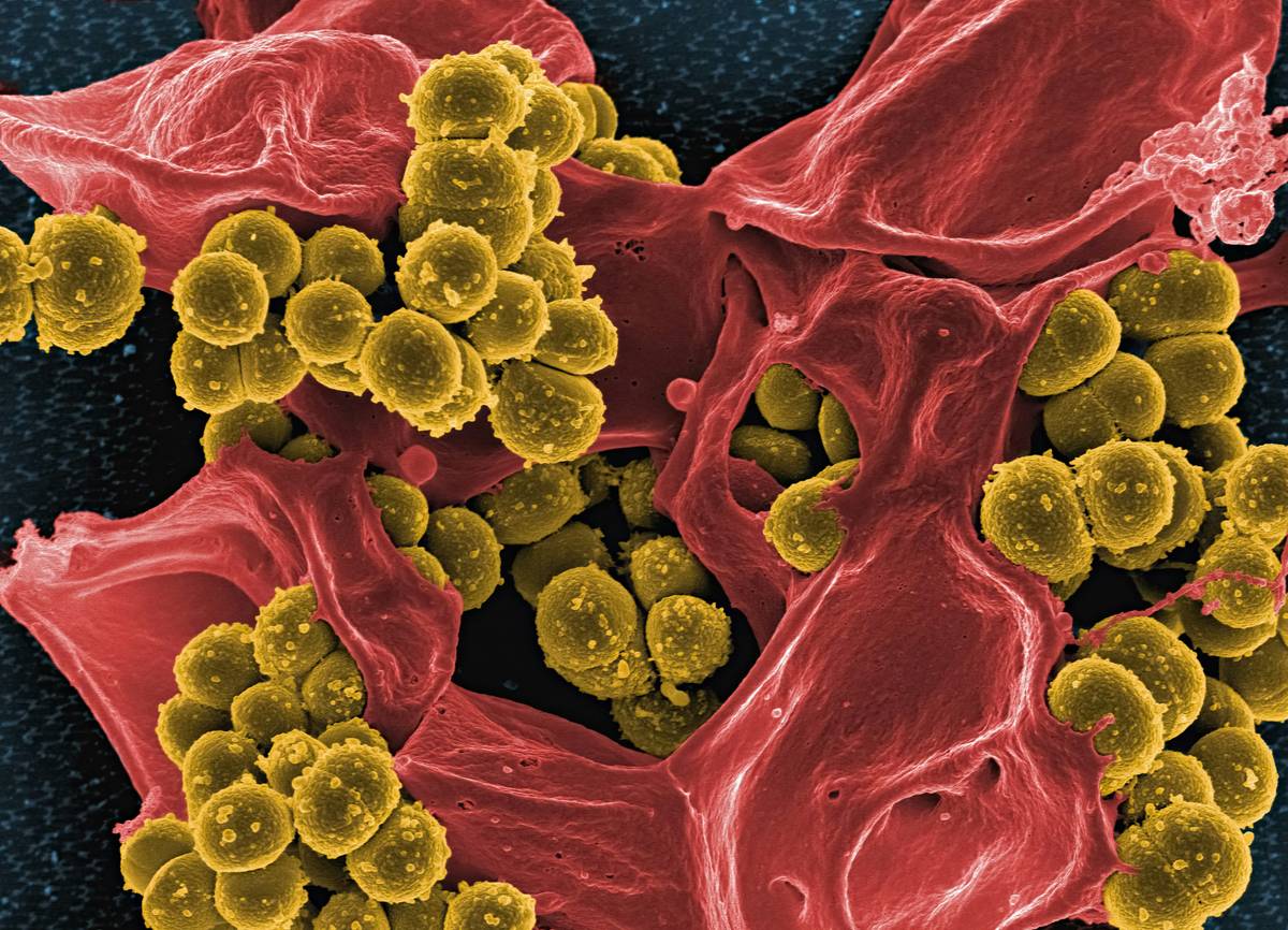 gut health diet book: Your Science-Backed Roadmap to Real Healing